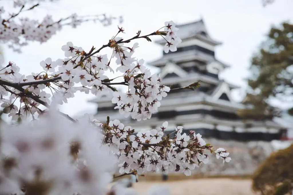 Cherry Blossom in front of a Japanese castle.