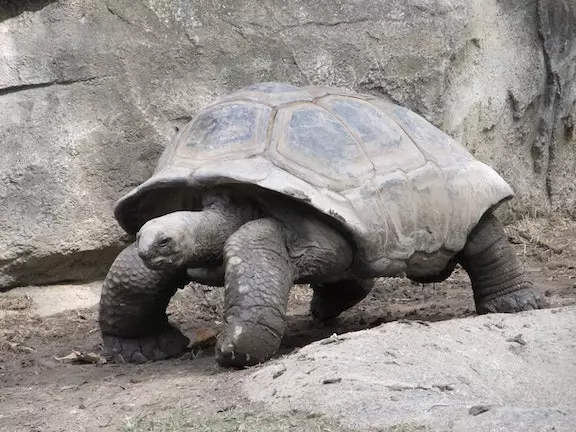 A giant tortoise.