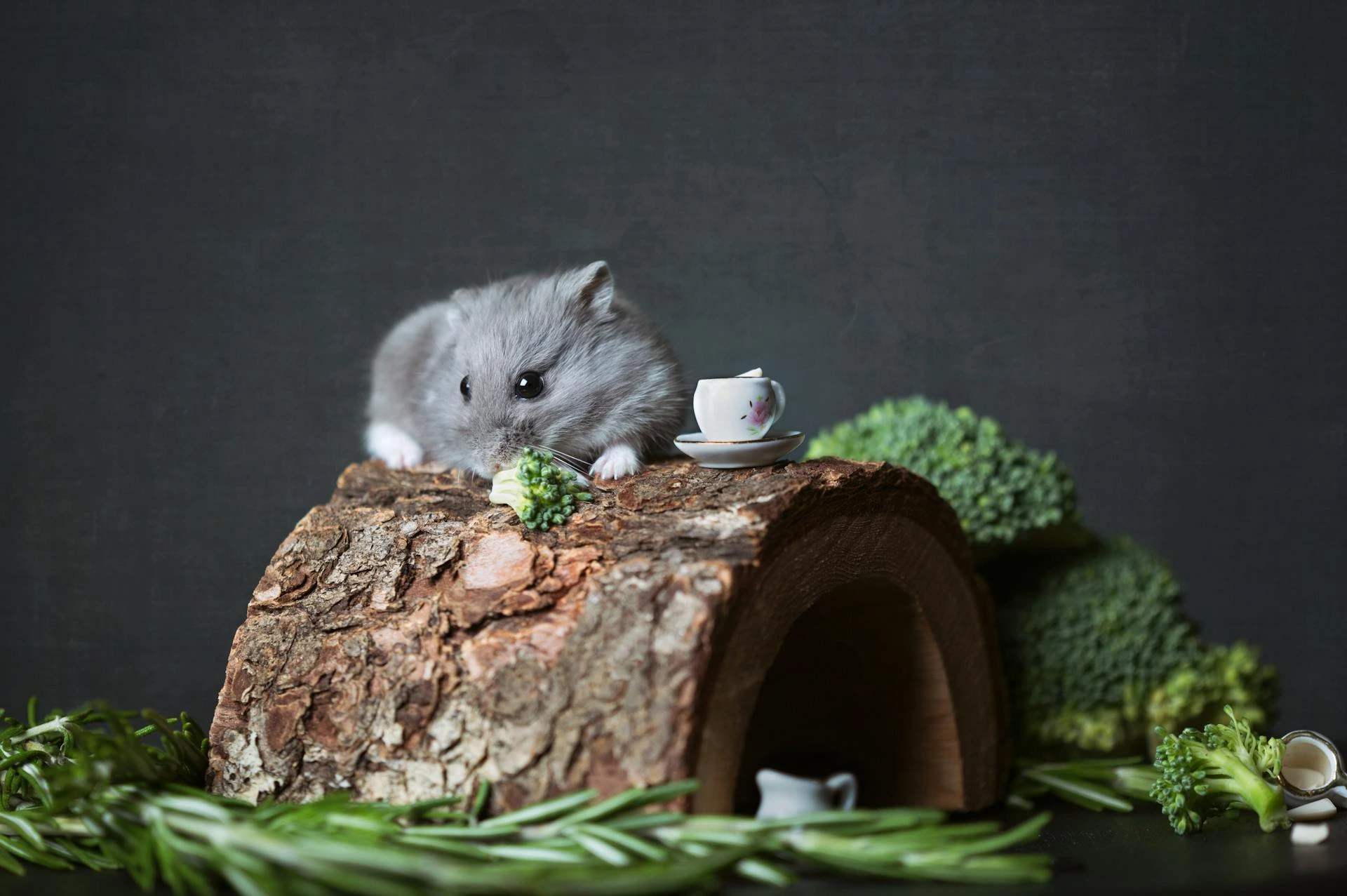 A cute gray hamster sitting on a log.