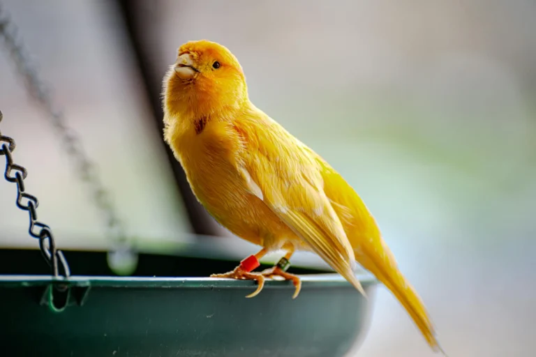 A yellow bird standing on a bird feeder.